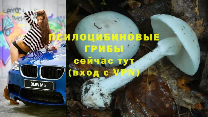 где купить   Верхний Тагил  MEGA ссылки  Псилоцибиновые грибы Magic Shrooms 